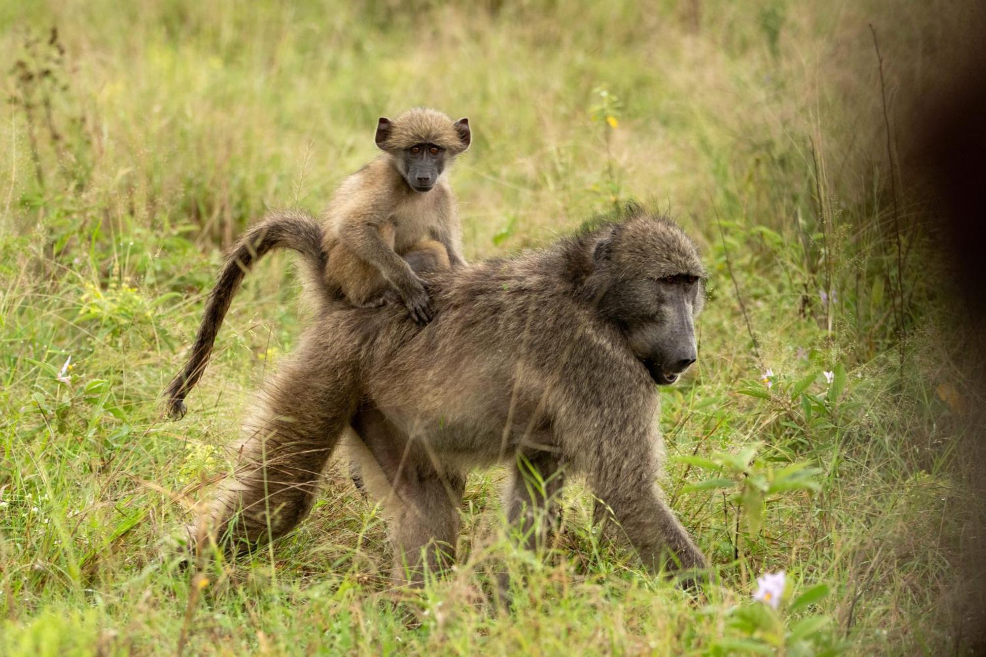 Aha Skukuza Safari Lodge 외부 사진