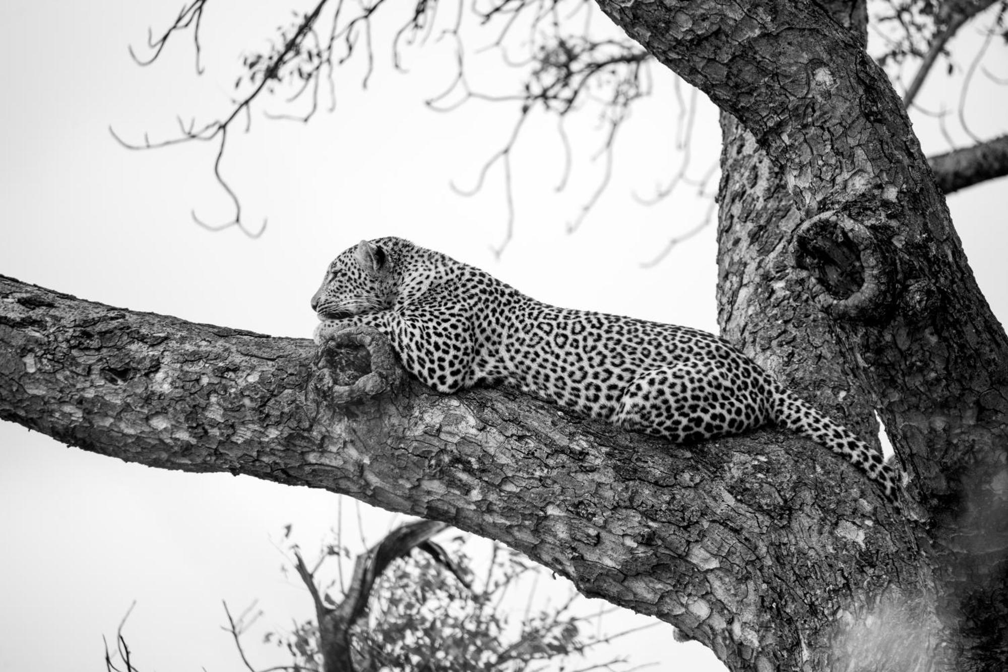 Aha Skukuza Safari Lodge 외부 사진